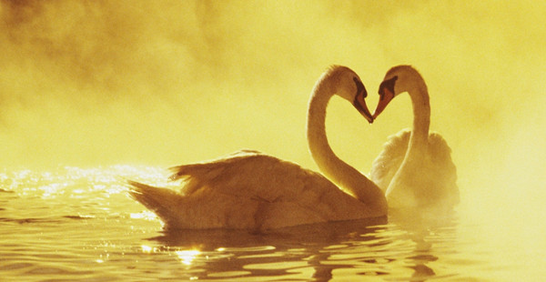 情人节小动物也秀恩爱：成双入对缠绵悱恻