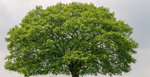 一颗老橡树的四季轮回：从春天吐嫩芽到冬天被白雪覆盖
