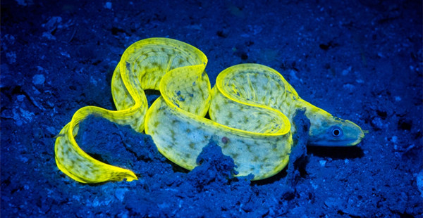 一起走进神秘的海底世界