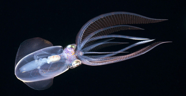 这些深海精灵你肯定没见过