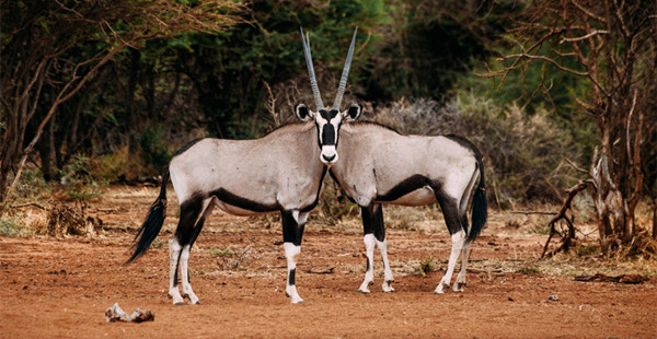晒晒动物界的“错觉大师”