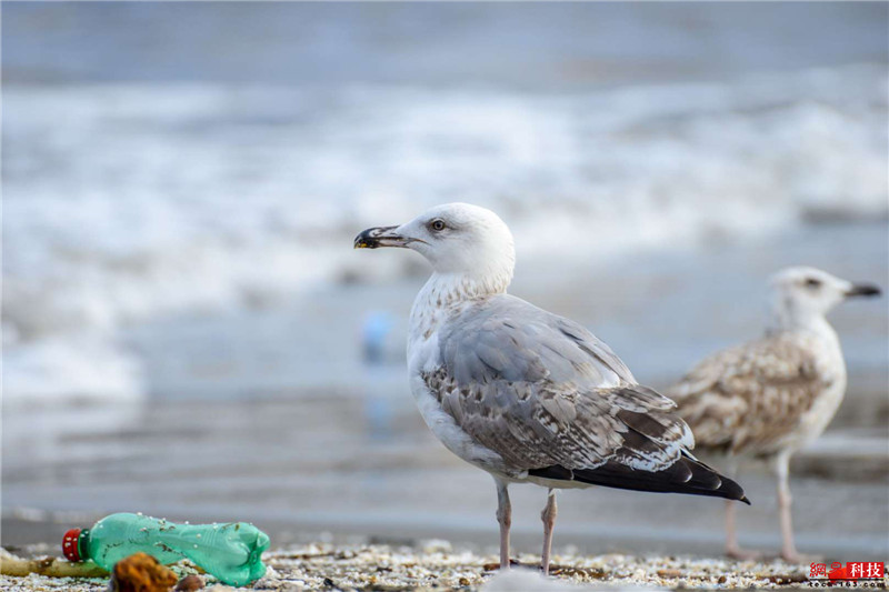 photo%2F0009%2F2019-03-07%2FE9LBCM800AI20009NOS