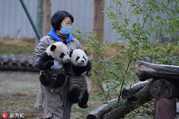 Home / China / Society China's panda protection bears fruits amid 150th anniversary of discovery