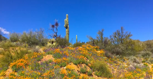 沙漠里的“小甜心”们
