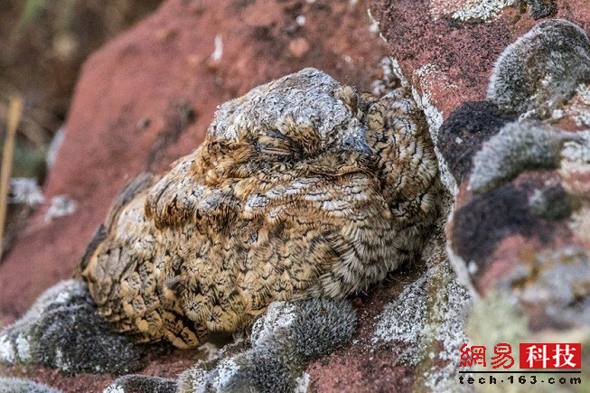 photo%2F0009%2F2019-04-11%2FECFFJLI60AI20009NOS