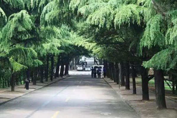 要成为一棵合格的行道树，需要几步？