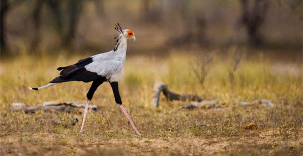 你觉得应该不存在，结果世界上竟然还真有的那些生物