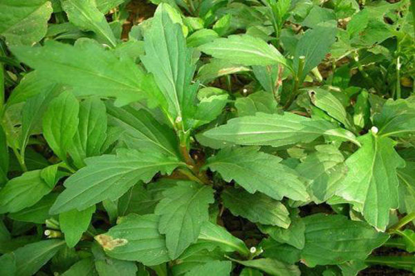 野菜怎么摘、怎么吃？看营养专家、植物专家怎么说