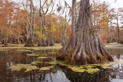 Oldest known trees in eastern North America documented