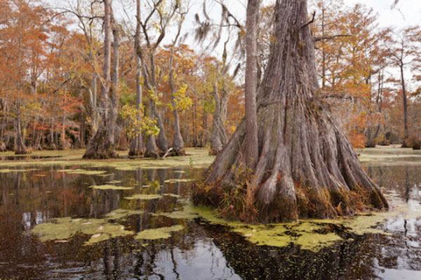 Oldest known trees in eastern North America documented