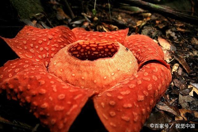 食人花吃人(食人花吃人吗的短视频)