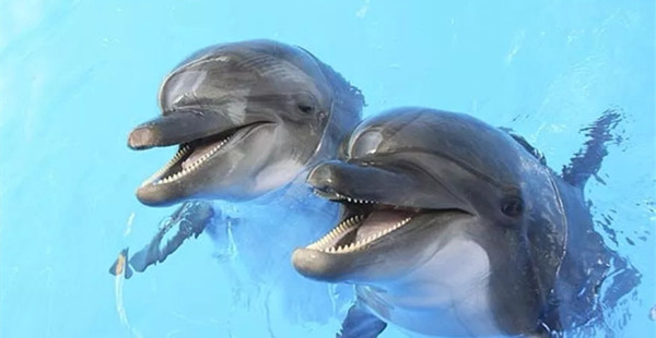 狗的忠诚都是装的？10个和动物有关的错误刻板印象