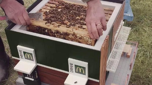 To Help Preserve Bees, McDonald’s Opens Smallest ‘Restaurant’ Just For Them