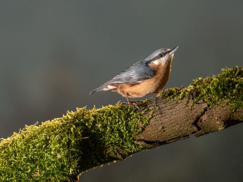 birds-2-5d089a222d7e8__880