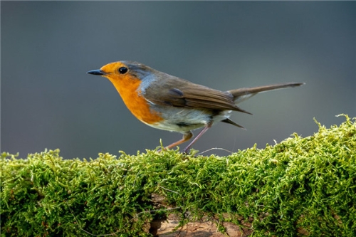 birds-3-5d089a29d121f__880