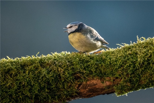birds-5-5d089a388183e__880