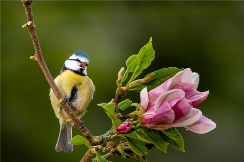 birds-header-5d089a80c7747__880