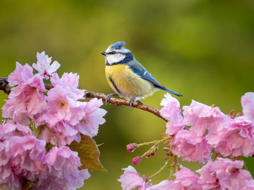 birds-7-5d089a43948ee__880
