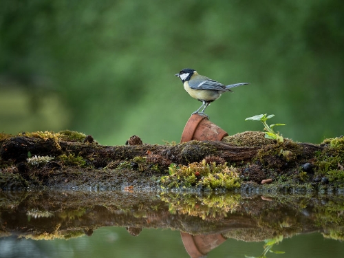 birds-6-5d089a3e6070a__880