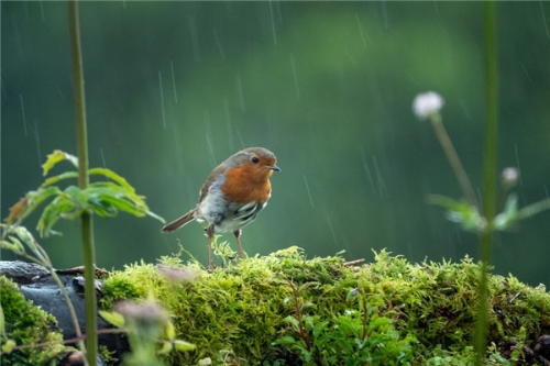 birds-11-5d089a610dbea__880