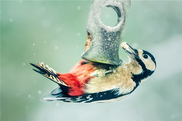 After Getting Criticized For Bird Photos I Started Setting Up Photo Stages For Them (16 Pics)