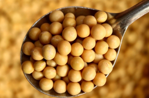 New Soybean Varieties1