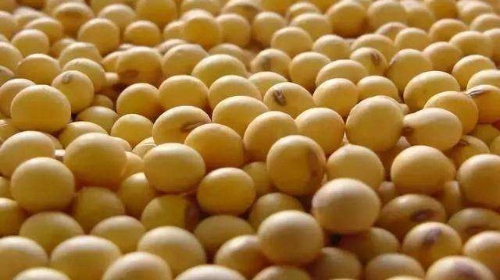 New Soybean Varieties2
