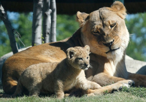 Beautiful Lion1