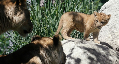 Beautiful Lion2
