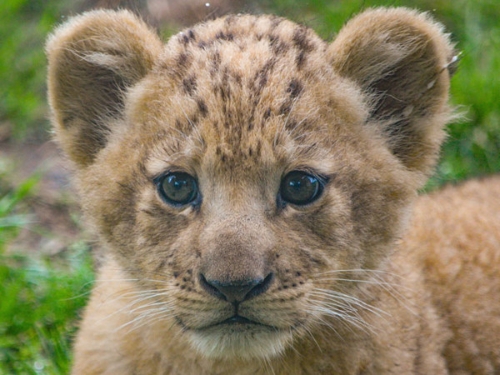 Beautiful Lion3