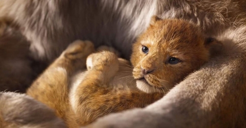 Beautiful Lion5 