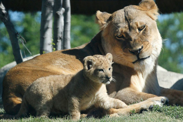 Meet Bahati The Cub, The Adorable Model For Simba In The Lion King Remake