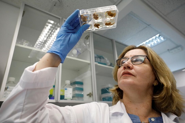 Plant Protein Helps the Development of Pure Vegetarian Food