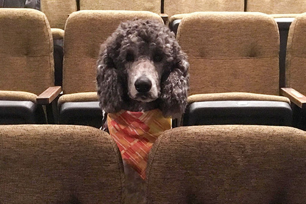 These Service Dogs Attended A Relaxed Performance Of ‘Billy Elliot’ To Learn How To Behave In A Theater