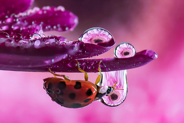 6 Mesmerizing Water Droplet Photos By A Macro Photographer