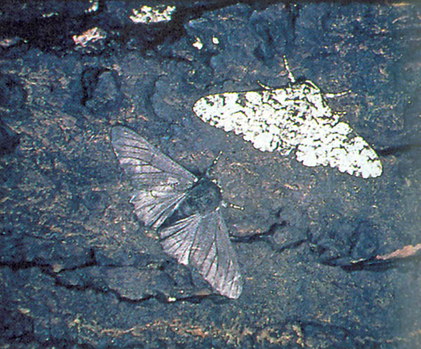 蝌蚪五线谱 - 专注做权威,有趣,贴近生活的互联网科学传播