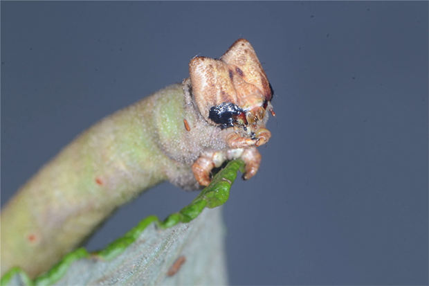 被蒙上眼睛的桦尺蠖 (图片来源:参考文献4)蒙上眼睛的和没被蒙上眼睛