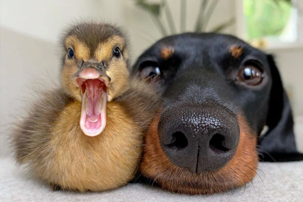 5 Totally Blessed Duck Images To Make You Smile