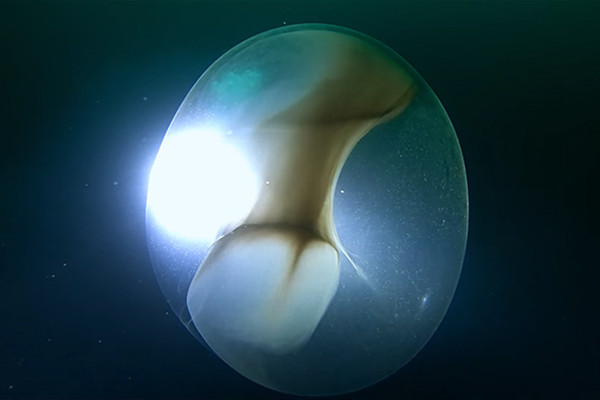 Two Divers Went To Check Out A WWII Ship Wreck, Stumbled Upon A Huge Squid Egg Sac Instead