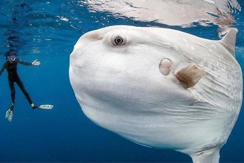 海洋太阳鱼 海洋太阳鱼