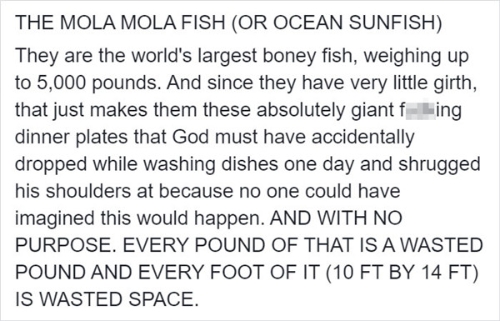 太阳鱼3 太阳鱼3