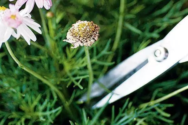 Research: Plants will scream when they are cut or if they do not have enough water
