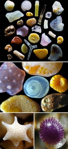 神奇的大自然生物10