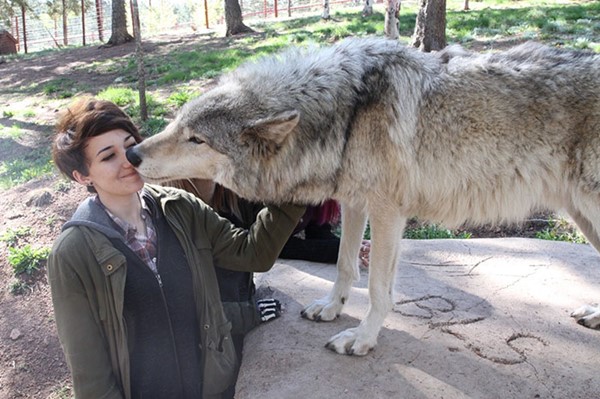 Someone Who Got To Know Wolves Lists The Things We Might Not Know About Them