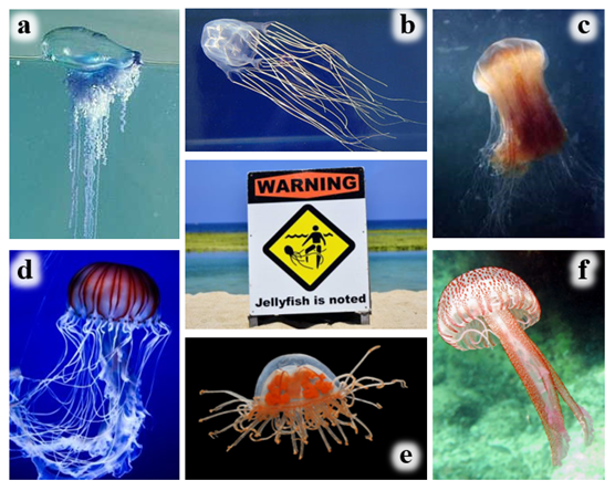 a: 僧帽水母,b: 箱水母,c: 狮鬃水母,d: 海荨麻水母,e: 转钩手水母,f