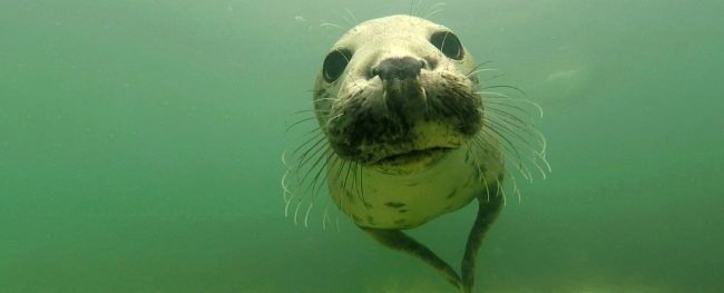 SealsClapToCommunicateUnderWater2_1024