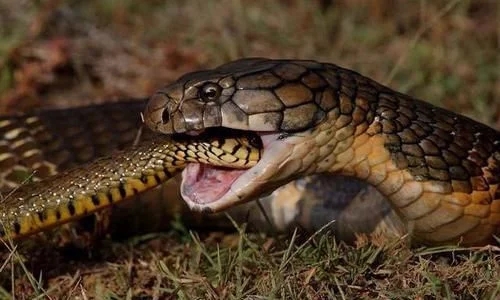 眼镜王蛇专吃蛇的蛇