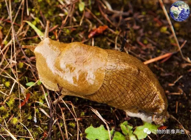 令人头皮发麻的香蕉蛞蝓一种长得像大便一样的动物