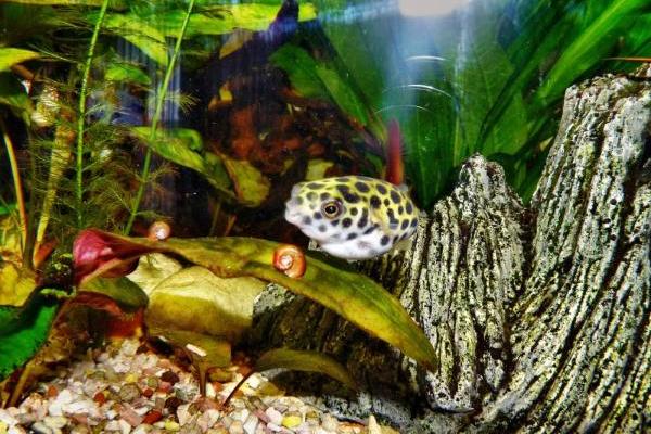 有毒性的河豚图片