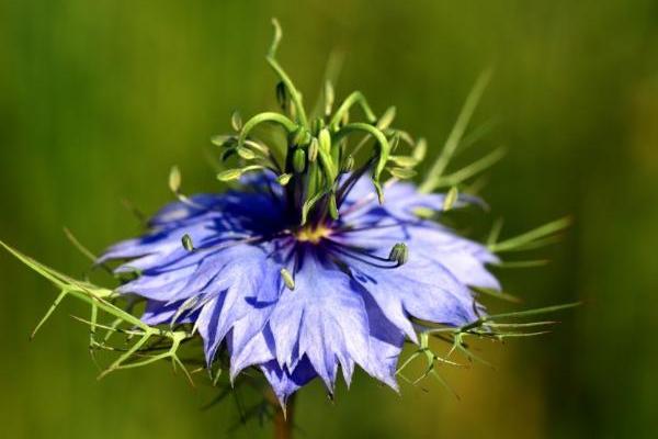 漂亮的蓝色黑种草